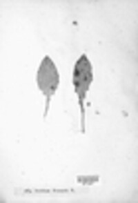 Puccinia maculosa image